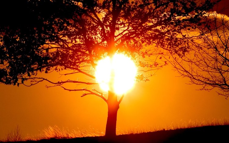 вечер, солнце, дерево, закат, the evening, the sun, tree, sunset