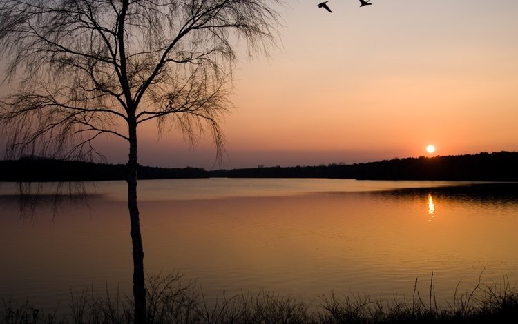 озеро, дерево, закат, птицы, lake, tree, sunset, birds