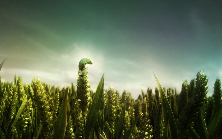 зелёный, поле, ящерица, пшеница, green, field, lizard, wheat