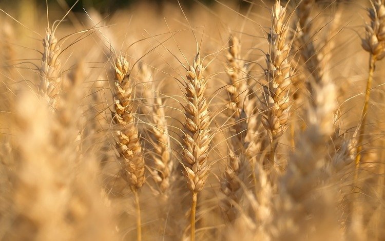 природа, макро, поле, пейзажи, fields, nature walls, макро фото пшеницы, nature, macro, field, landscapes, macro photo of wheat
