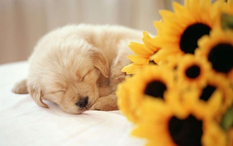 сон, подсолнух, щенок, sleep, sunflower, puppy