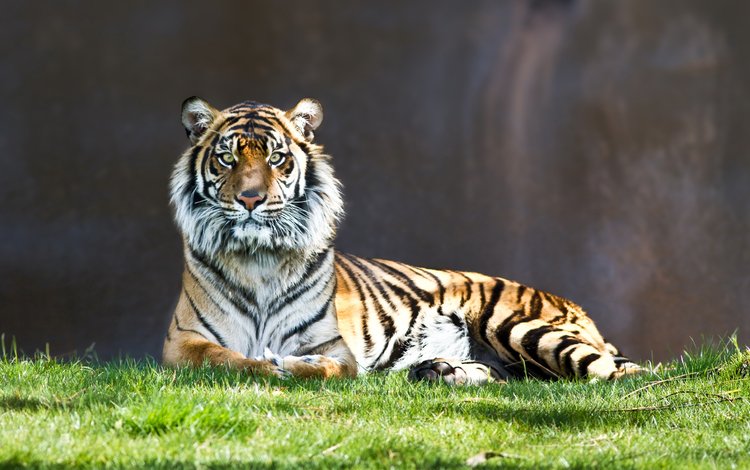 тигр, взгляд, полосатый, киса, tiger, look, striped, kitty