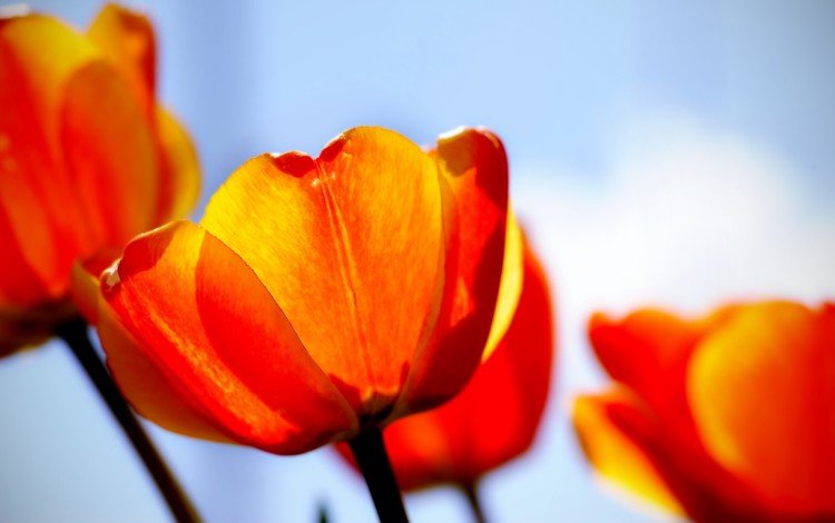 красный, тюльпаны, red, tulips