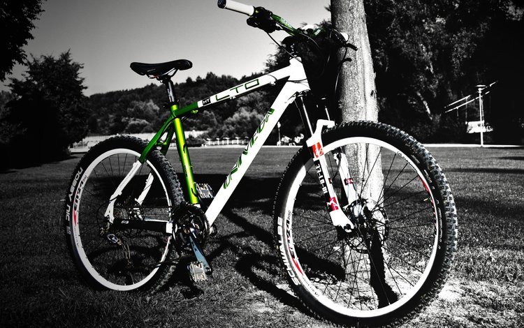 дерево, велосипед, черно-белый фон, tree, bike, black-and-white background