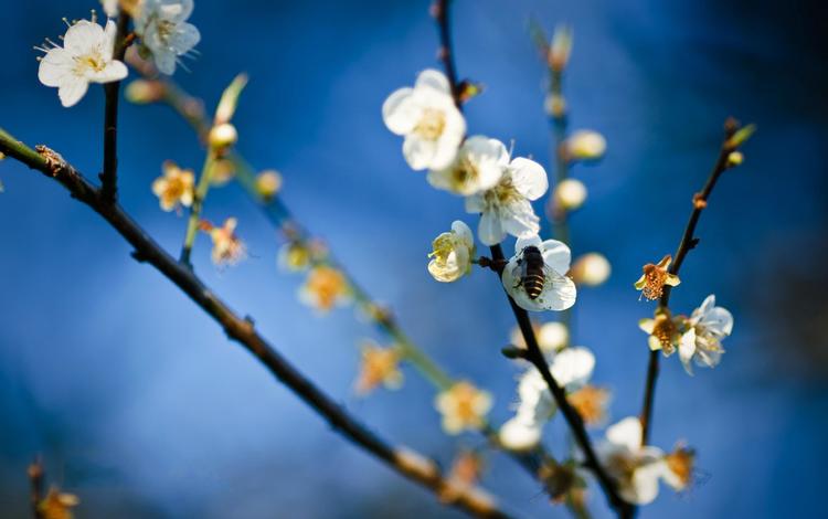 цветок, весна, яблоня, пчела, мед, flower, spring, apple, bee, honey