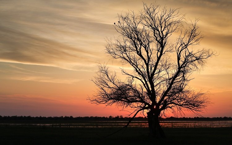 дерево, закат, ветки, tree, sunset, branches