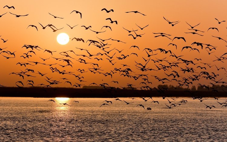 озеро, закат, птицы, стая, lake, sunset, birds, pack