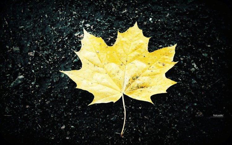 желтый, осень, лист, yellow, autumn, sheet