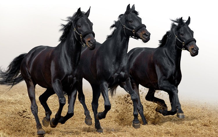 фото, животные, лошади, кони, photo, animals, horse, horses
