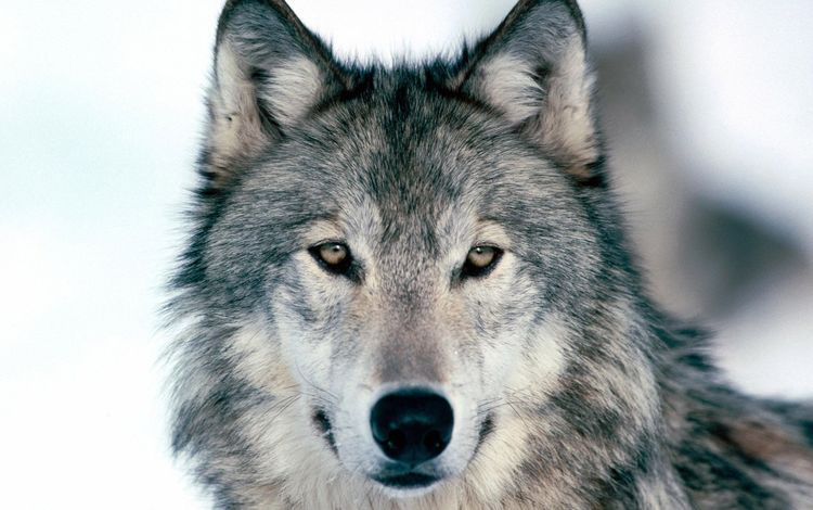 зима, дикая, волчица, winter, wild, wolf