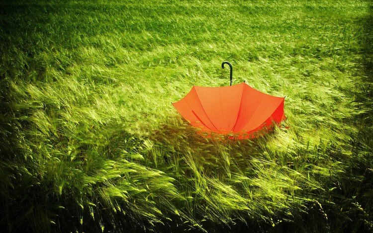 трава, природа, зелёный, поле, колосья, зонт, ветер, зонтик, grass, nature, green, field, ears, umbrella, the wind