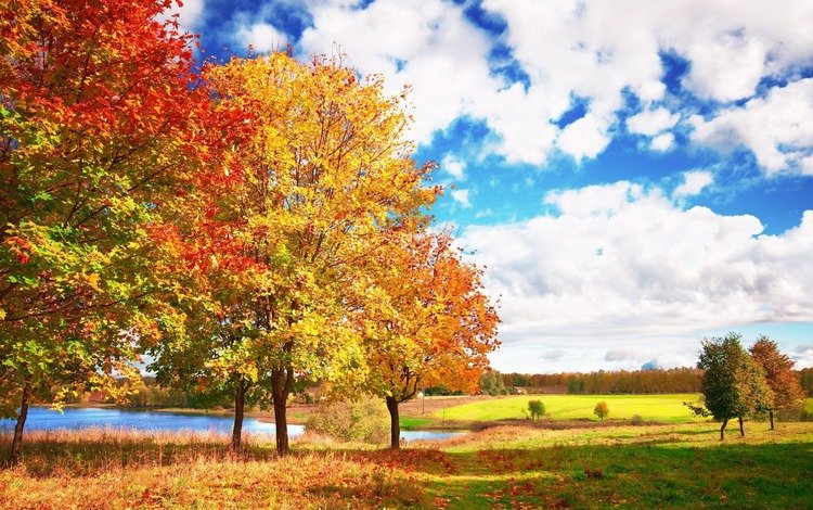 небо, облака, деревья, осень, яркие, голубое, осен, the sky, clouds, trees, autumn, bright, blue