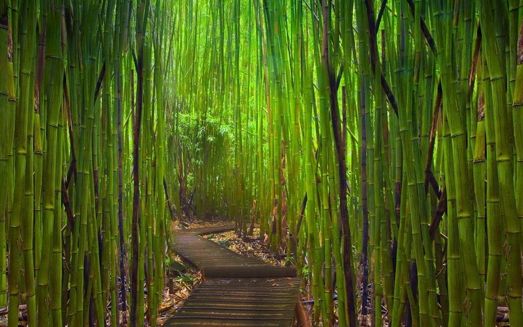 тропинка, бамбук, заросли, path, bamboo, thickets