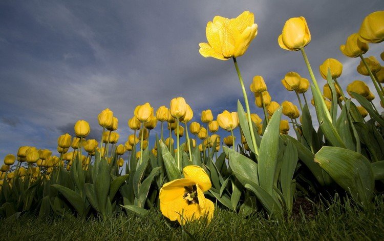 желтый, цветок, тюльпан, yellow, flower, tulip