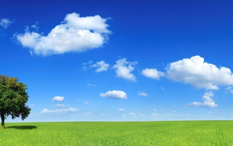 облака, дерево, поле, горизонт, clouds, tree, field, horizon