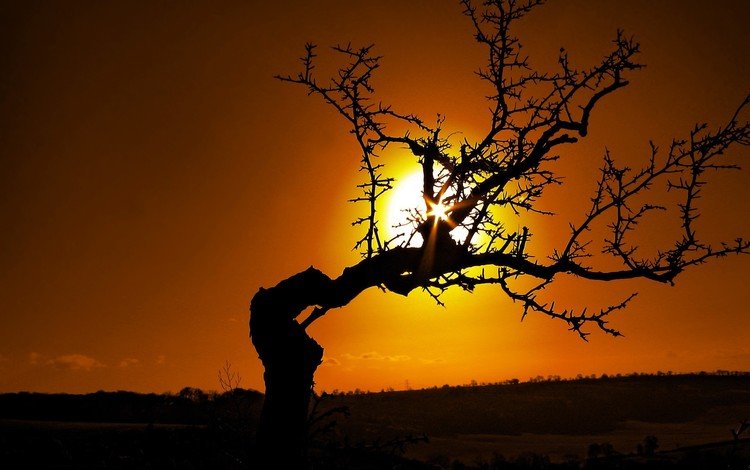 солнце, дерево, ветки, the sun, tree, branches