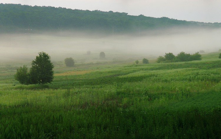 трава, деревья, зелёный, туман, grass, trees, green, fog