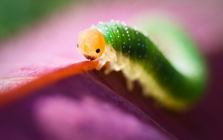 глаза, макро, насекомое, листок, цвет, гусеница, eyes, macro, insect, leaf, color, caterpillar