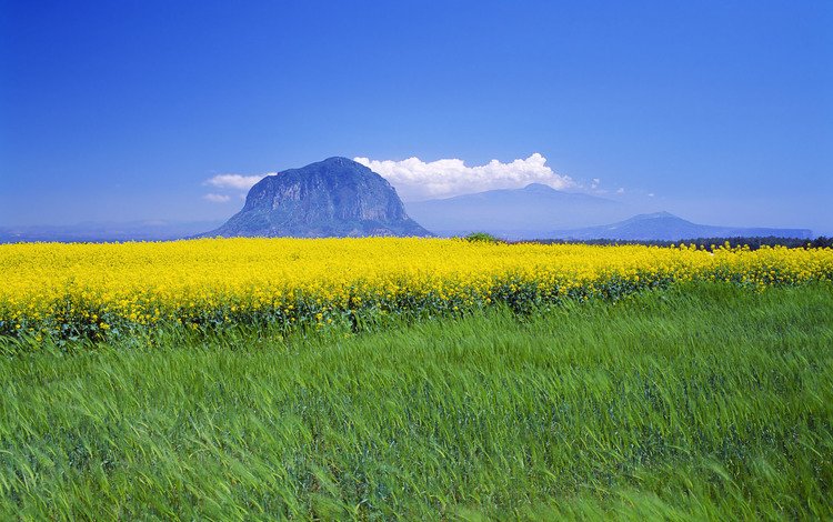 желтый, горизонт, полевые цветы, корея, зеленый луг, yellow, horizon, wildflowers, korea, green meadow