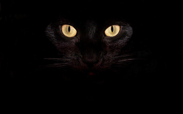 глаза, кот, усы, кошка, взгляд, черный, eyes, cat, mustache, look, black