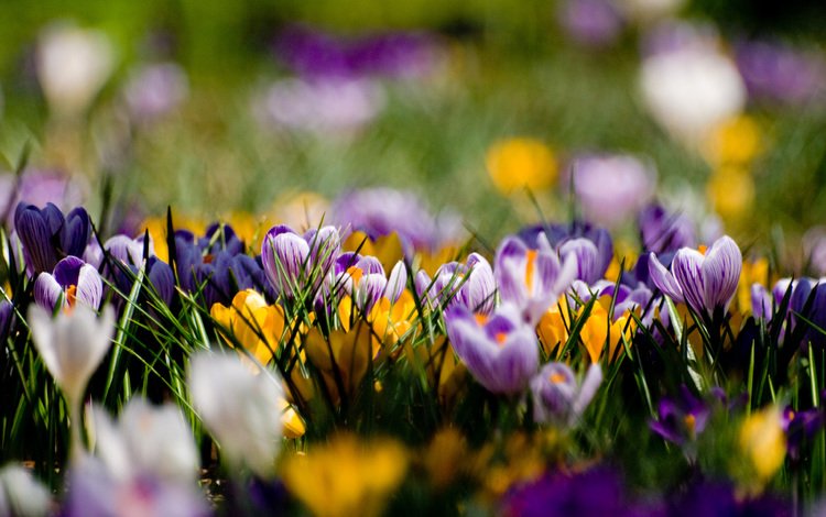 цветы, поляна, весна, желтые, фиолетовые, крокусы, flowers, glade, spring, yellow, purple, crocuses