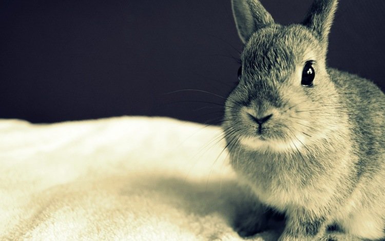 глаза, серый, кролик, уши, eyes, grey, rabbit, ears