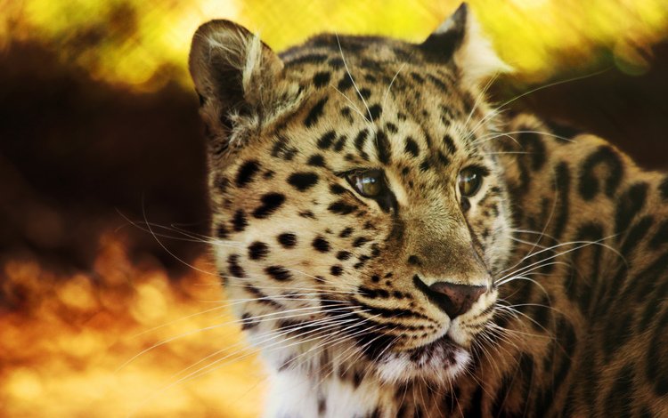 взгляд, леопард, мощь, look, leopard, power