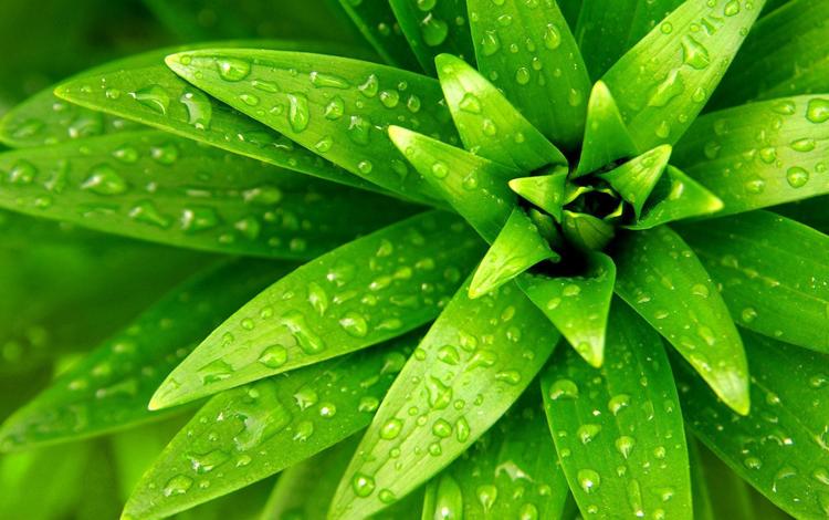 зелень, листья, капли, лист, растение, зеленый лист, капли воды, greens, leaves, drops, sheet, plant, green leaf, water drops