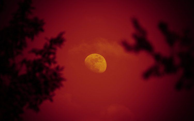 небо, ночь, деревья, луна, красная луна, the sky, night, trees, the moon, red moon
