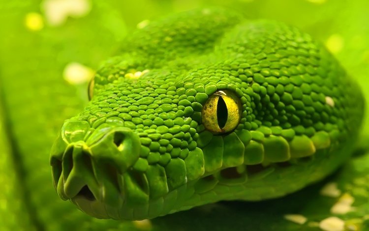 макро, змея, глаз, рептилия, удав, emerald tree boa, macro, snake, eyes, reptile, boa