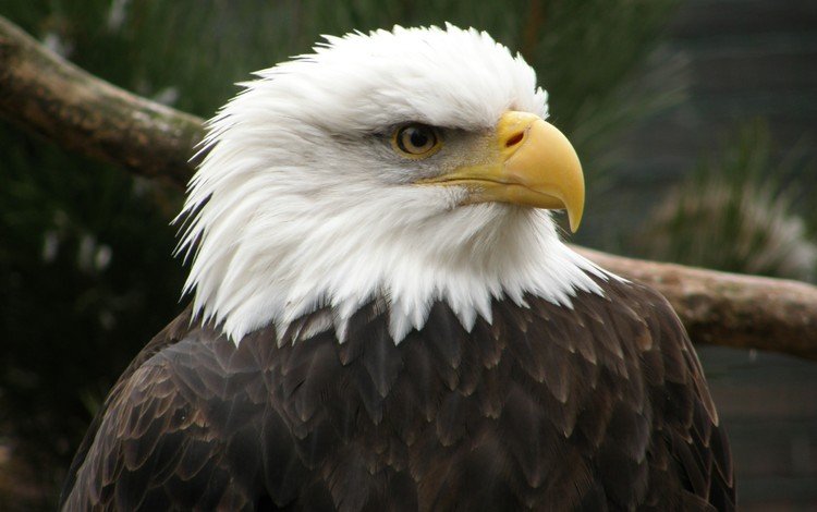 орел, птица, клюв, беллоголовый, белоголовый орлан, хищная птица, eagle, bird, beak, belogolovy, bald eagle, bird of prey