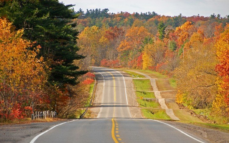 дорога, деревья, осень, road, trees, autumn