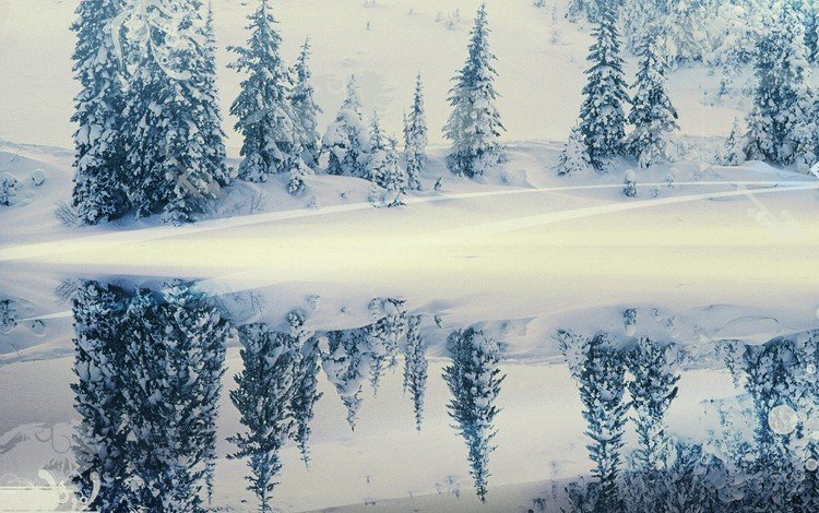 снег, зима, отражение, елки, snow, winter, reflection, tree