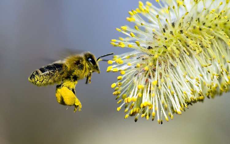 цветок, пчела, опыление, flower, bee, pollination