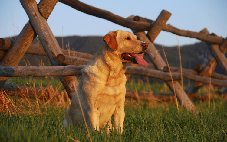трава, поле, взгляд, забор, собака, язык, пес, лабрадор ретривер, grass, field, look, the fence, dog, language, labrador retriever