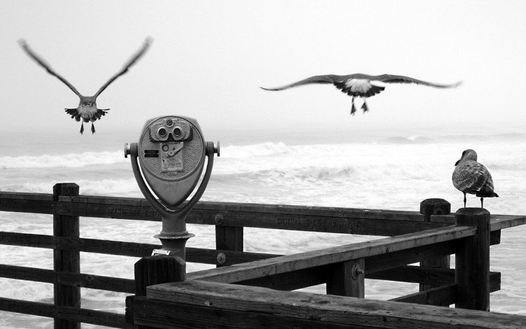 причал, черно-белая, чайки, бинокль, pier, black and white, seagulls, binoculars