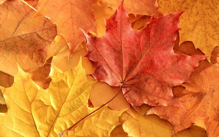 природа, листья, осень, клен, nature, leaves, autumn, maple