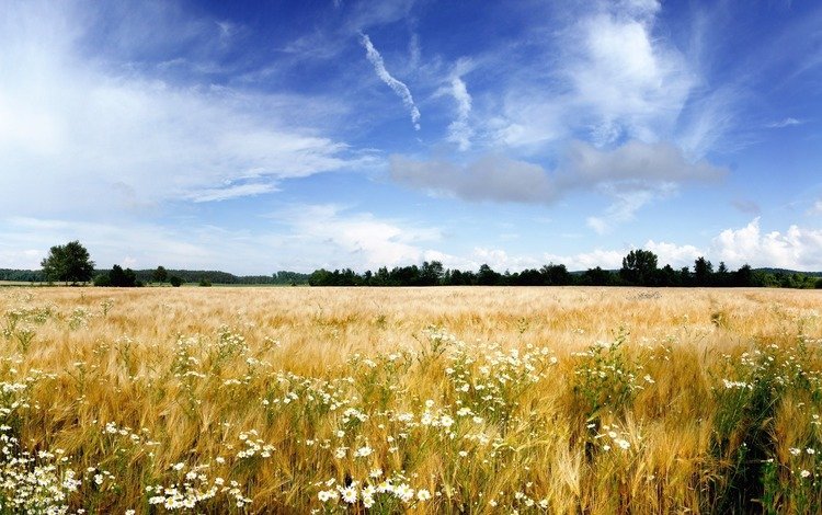 небо, цветы, облака, деревья, природа, горизонт, травы, пейзаж. поле, the sky, flowers, clouds, trees, nature, horizon, grass, landscape. field