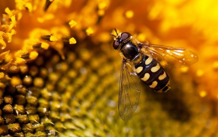 природа, обои, подсолнух, пчела, nature, wallpaper, sunflower, bee