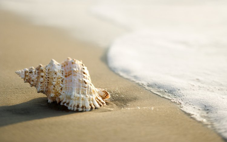 море, песок, прибой, ракушка, sea, sand, surf, shell