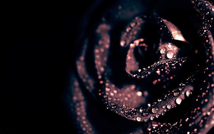 цветок, капли, роза, лепестки, черный, черный фон, flower, drops, rose, petals, black, black background