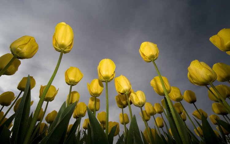 небо, желтый, зелёный, роса, тюльпаны, the sky, yellow, green, rosa, tulips