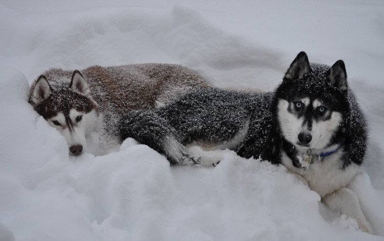 снег, зима, волк, сугроб, snow, winter, wolf, the snow