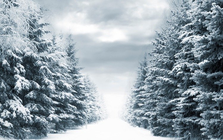 дорога, деревья, фонари, снег, зима, winter way, road, trees, lights, snow, winter