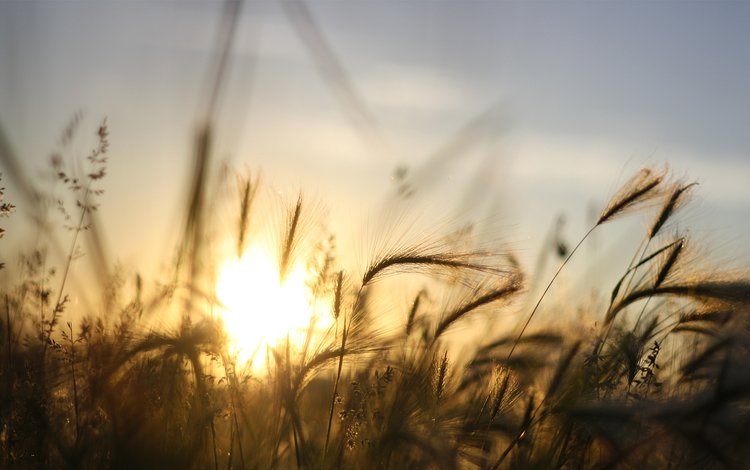 небо, трава, солнце, закат, лучи, ячмень, the sky, grass, the sun, sunset, rays, barley