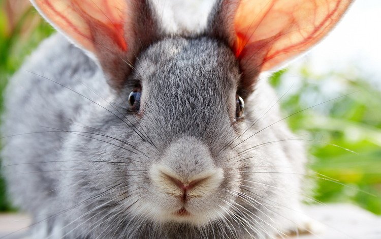 животные, кролик, ушастый, animals, rabbit, eared