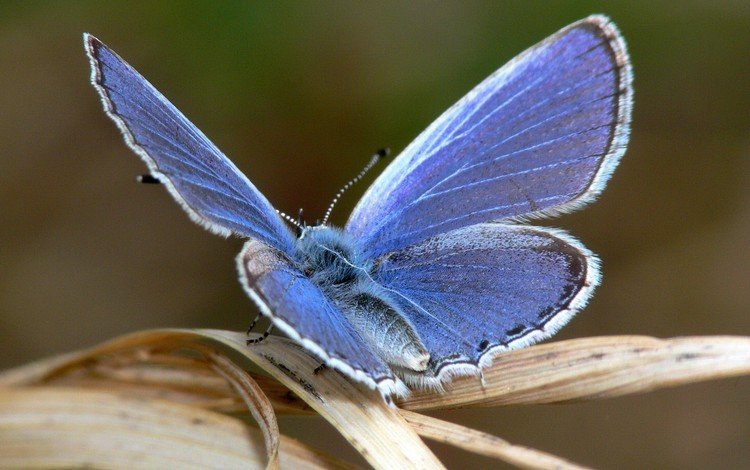 макро, насекомое, синий, бабочка, крылья, лист, macro, insect, blue, butterfly, wings, sheet