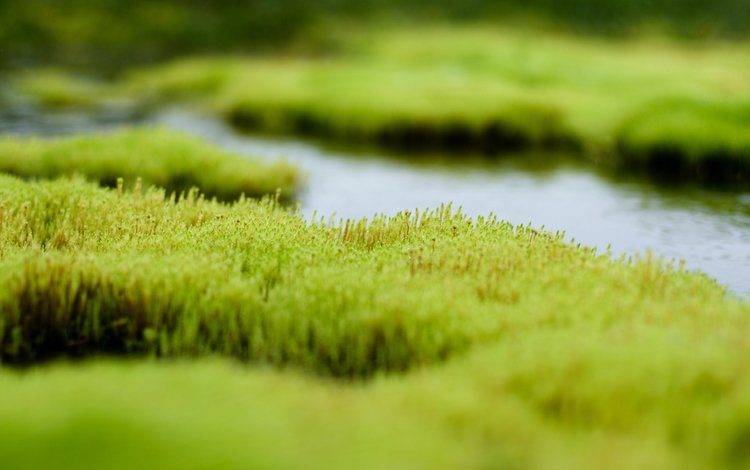 трава, вода, зелень, болото, grass, water, greens, swamp