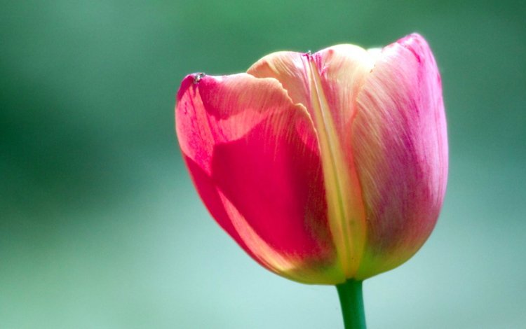 бутон, тюльпан, bud, tulip