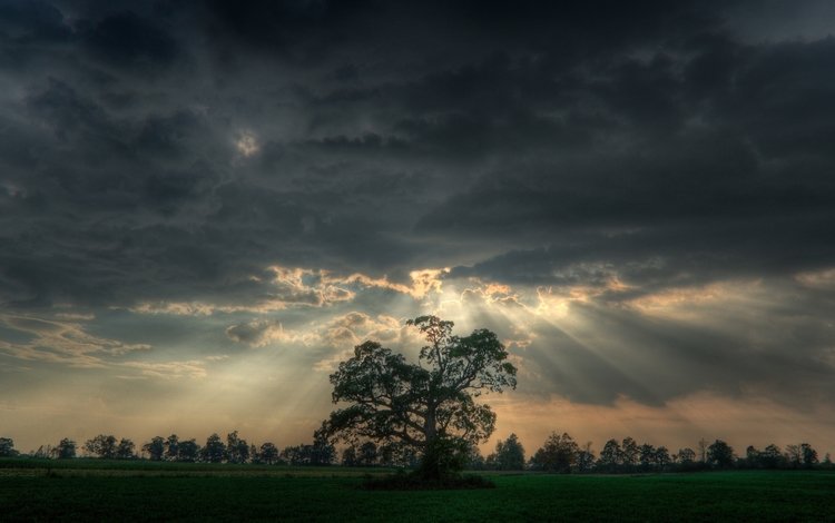 дерево, тучи, лучи, tree, clouds, rays